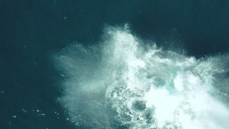 cinematic aerial vertical close up footage of a humpback whale breaching in calm blue ocean water off sydney northern beaches coastline playing during migration