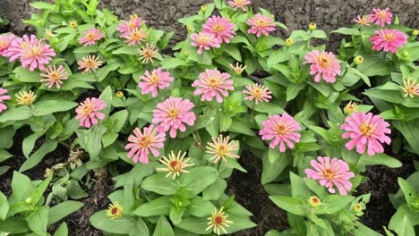 flowers opening and closing in a garden.