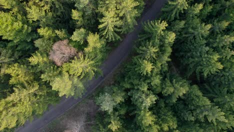 Aerial-Drone-Birds-Eye-View-Above-Pine-Tree-Tops-With-Solo-Man-Walking-Down-Road-In-European-Wilderness-In-Czech-Republic
