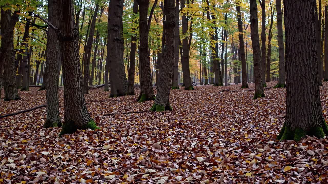 A serene video of a forest canopy in autumn, captured from a low-angle, showcasing vibrant green