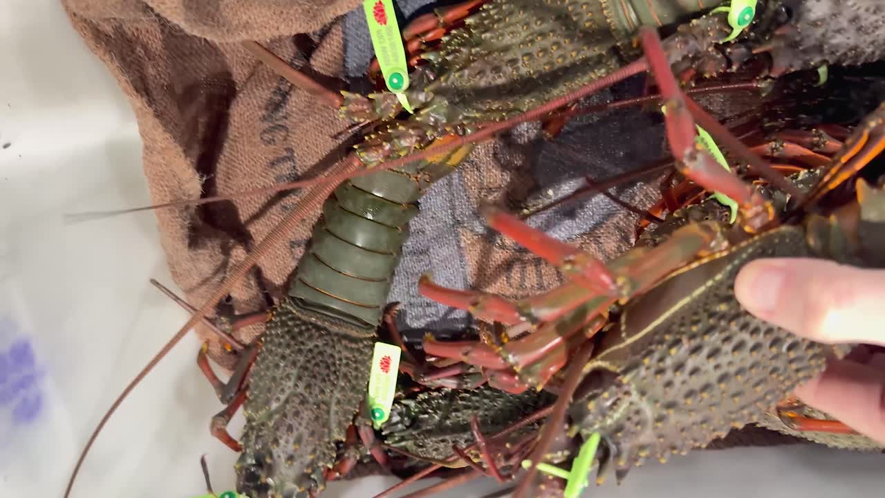 판매자가 검사하고 취급하는 호박