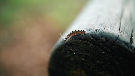 caterpillar crawling on wooden post during daytime