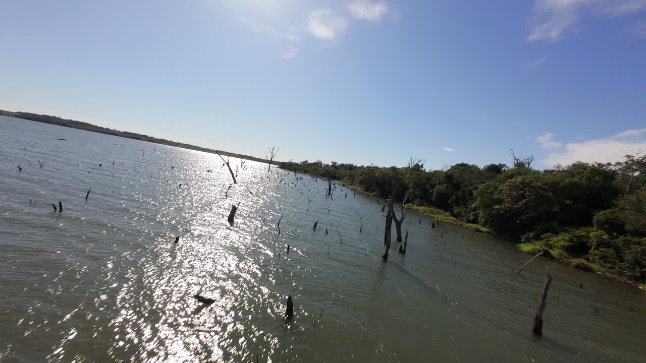 Fast FPV aerial clip going over Paraná river dead tree branches next to jungle edge during afternoon. Distant horizon and sunny blue skies.