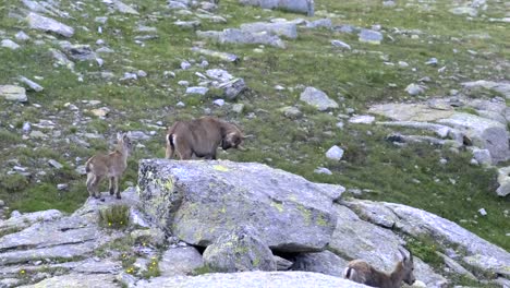 goat with puppies in the wild
