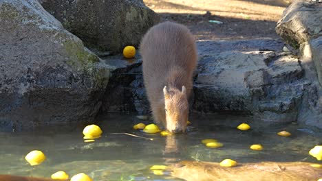 el famoso capibara de la península de izu tomando un baño de aguas termales de yuzu en invierno