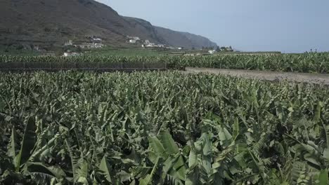 Plantation-of-green-trees-in-mountains