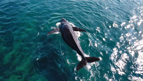 ballena en el océano
