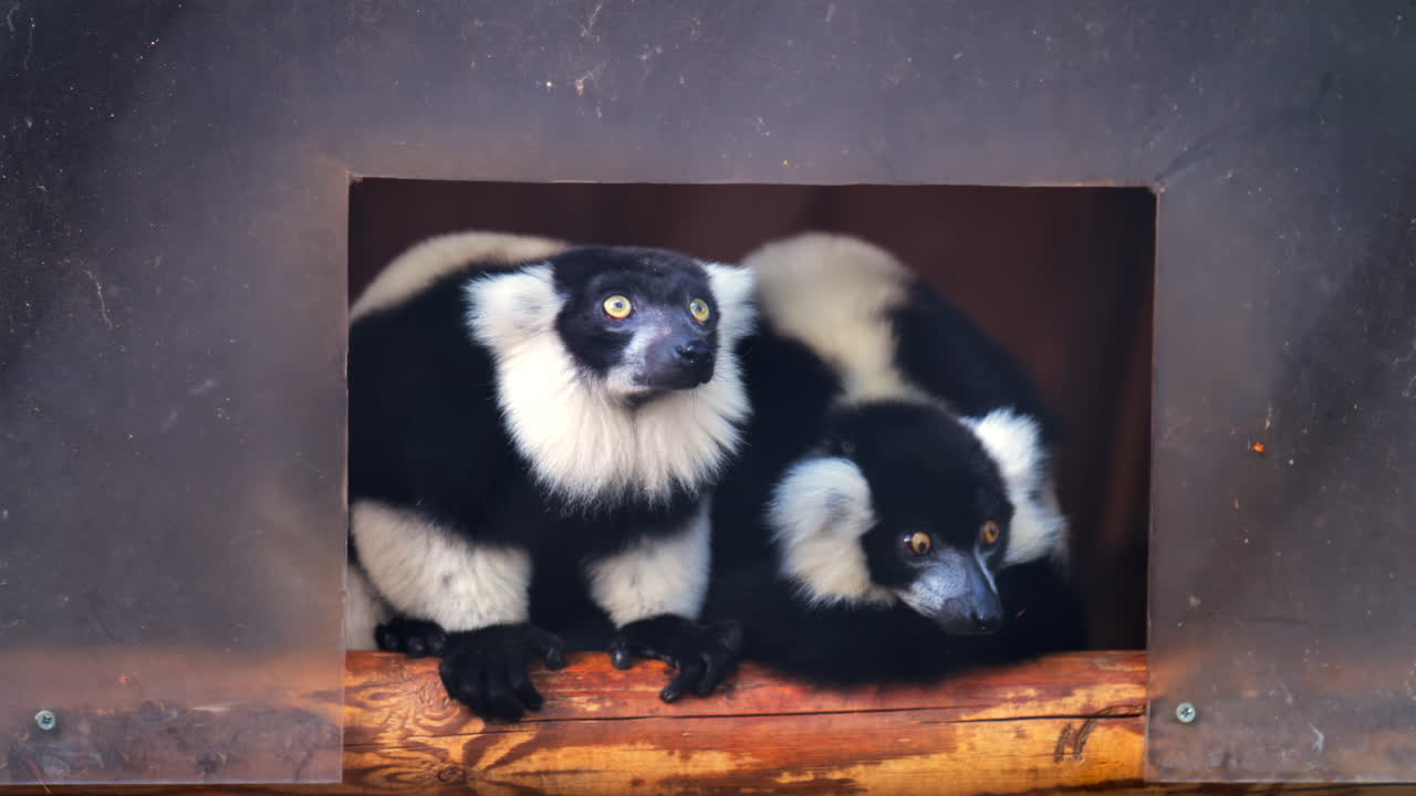 Close up of two black and white lemurs at the zoo