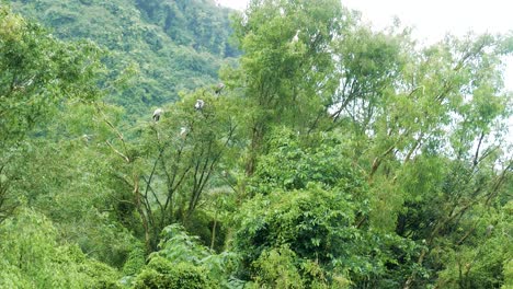 bird watching boat tour in ninh binh, vietnam's bird park, watching storks and herons