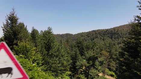 señal de tráfico de vaca vista aérea en camino forestal