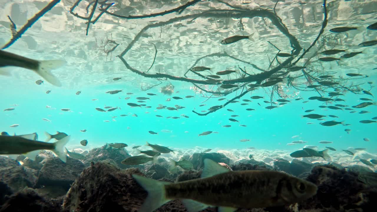 매우 맑고 투명한 얕은 물에서 헤엄치는 물고기