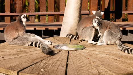 two lemurs engaging in playful interaction