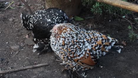 pollos manchados de raza de cría de tipo especial
