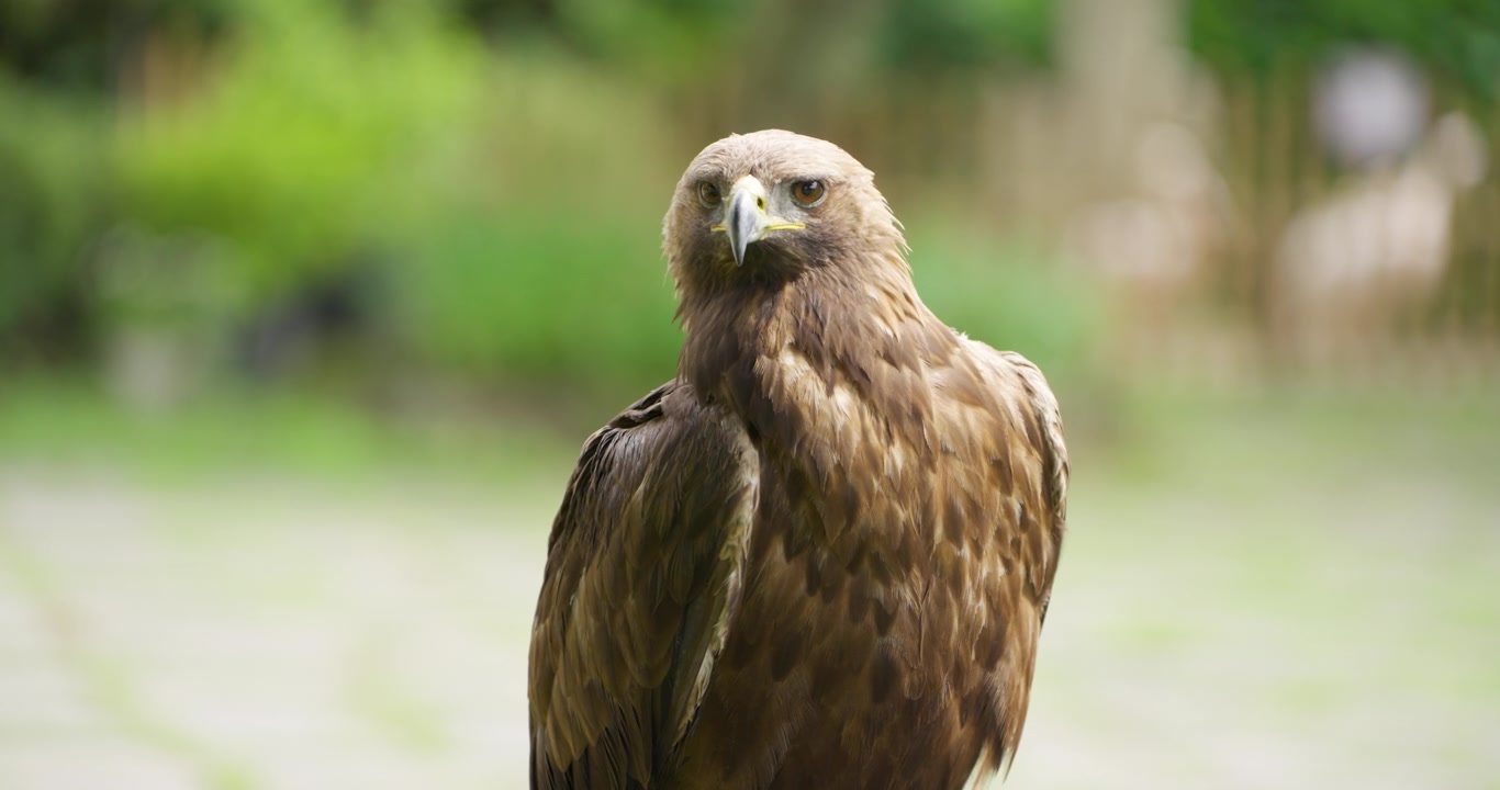 Aquila reale si posa e gira la testa al Jeju Flower Bird Park Hwajoowon, Isola di Jeju, in un primo piano con sfondo verde sfocato.