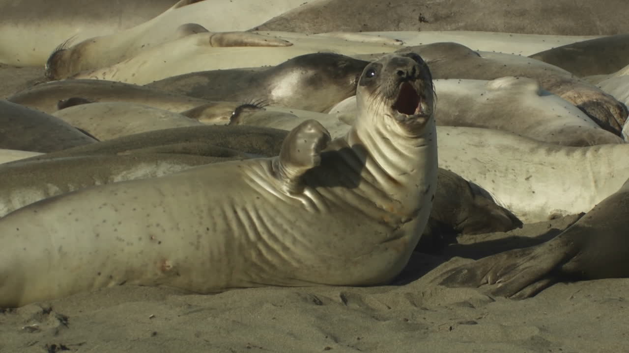 해변에 자리 잡은 바다사자