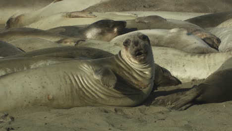 Sea-lions-nestle-on-a-beach