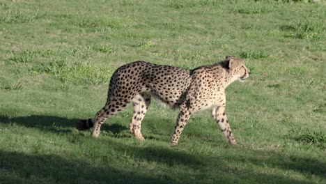 cheetah walking on grass at australia zoo