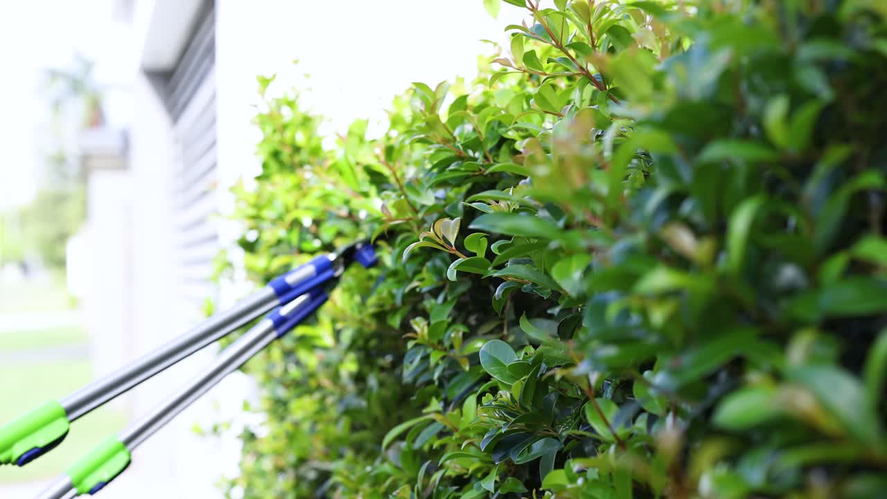 A person trims vibrant green bushes using secateurs, set against a bright outdoor backdrop