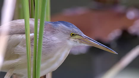 ein entzückender gelber rohrdommelvogel, der seine zunge herausstreckt und die seiten seines schnabels reinigt, ein verhalten nach dem füttern - nahaufnahme