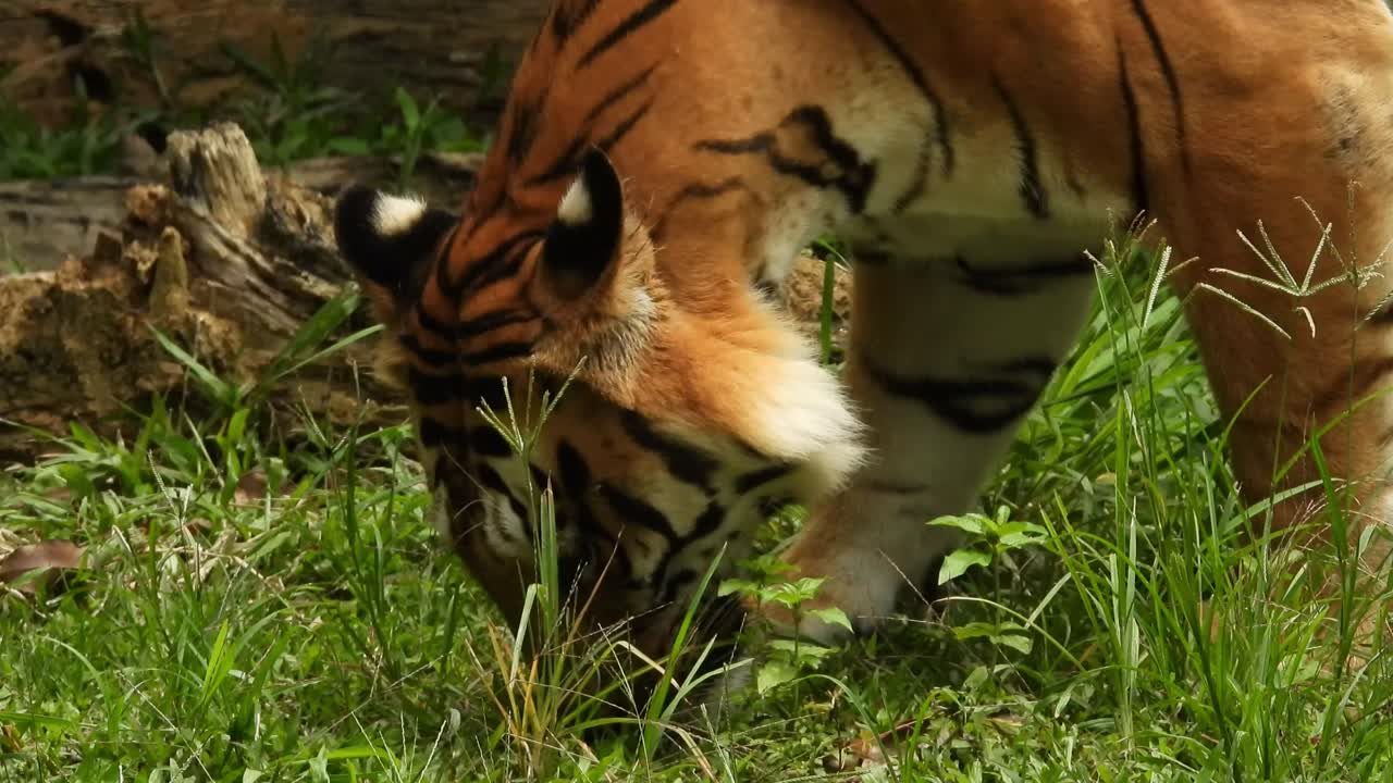 Tiger spiser græs i en park