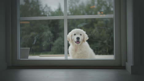 Toma-Estática-De-Un-Cachorro-Blanco-Obediente-En-El-Porche-Esperando-Para-Entrar