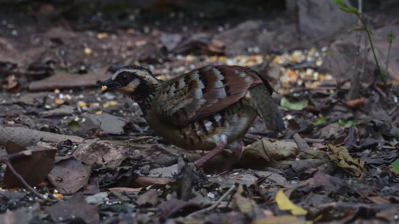 카메라 슬라이드는 오른쪽에서 왼쪽으로 이 새가 숲에서 먹이를 찾는 것을 보여줍니다.