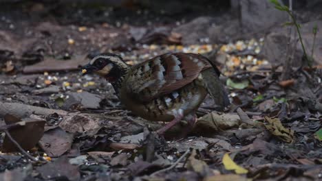 camera slides from right to left revealing this bird foraging on the forest ground, bar-backed partridge arborophila brunneopectus, thailand