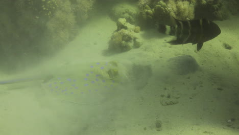 Bluespotted-Stingray-in-the-Red-Sea-beside-the-Coral-Reef