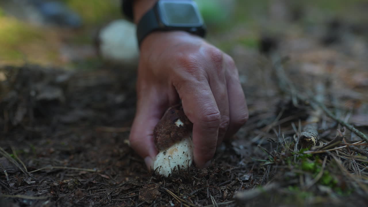 Foraging for Mushrooms in the Forest