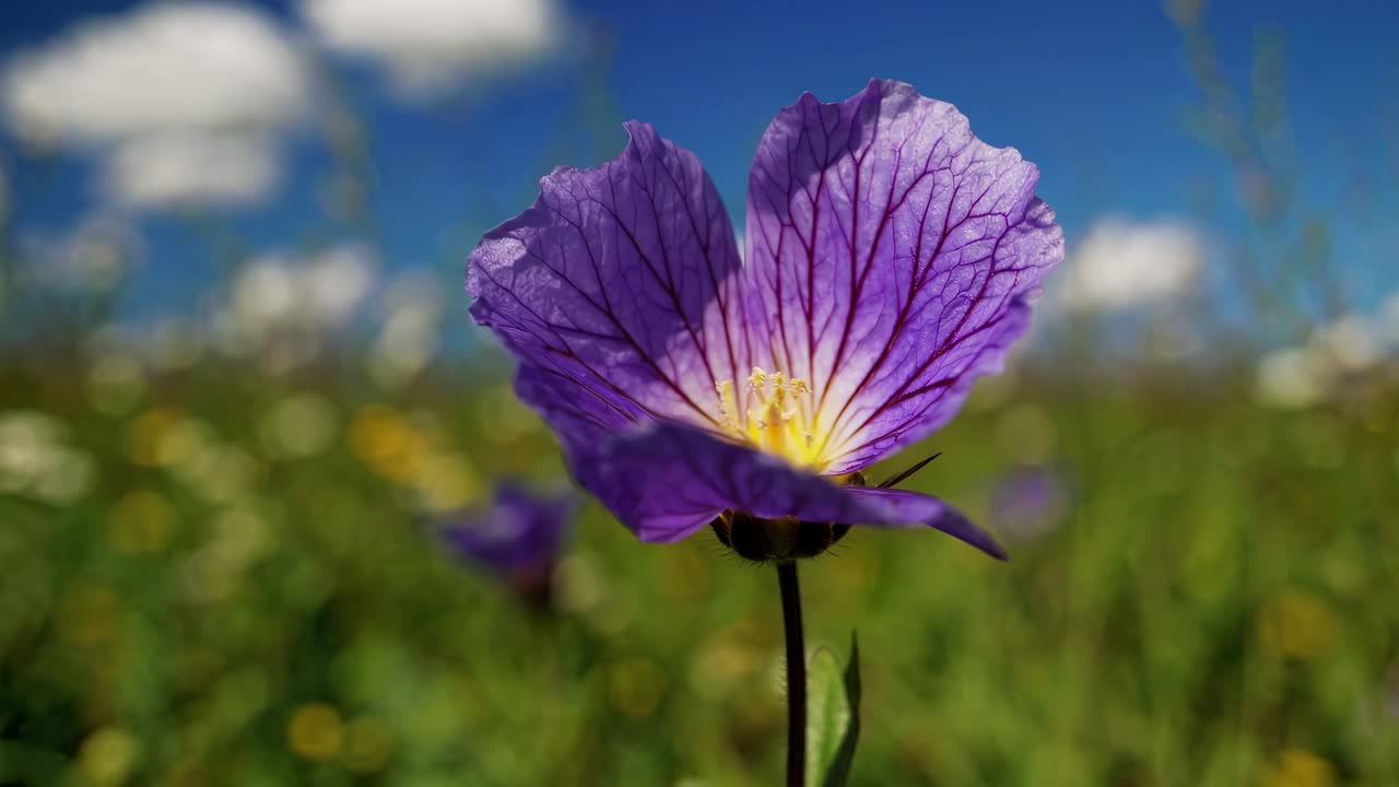 Lavvinkelvideo av en villblomsteng under en blå himmel med skyer, med fokus på en enkelt lilla