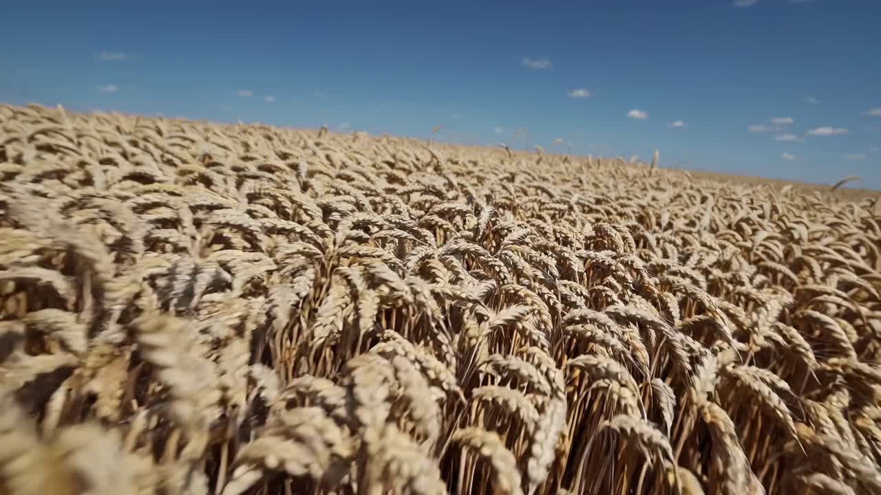 Low-angle video of a golden wheat field under a clear blue sky, capturing the vastness and serenity