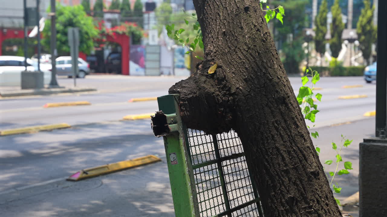 Tree grows through a fence - leaning on a cut-off fence - a section is left so the tree is not damaged - lean on me concept
