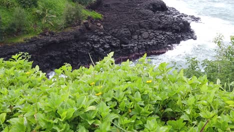 hd 120fps hawaii kauai boom up from greenery with yellow flowers to reveal overhead view of waves crashing on rocky shoreline