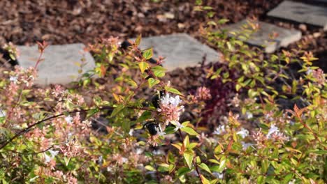 several bees gathering nectar in the fall