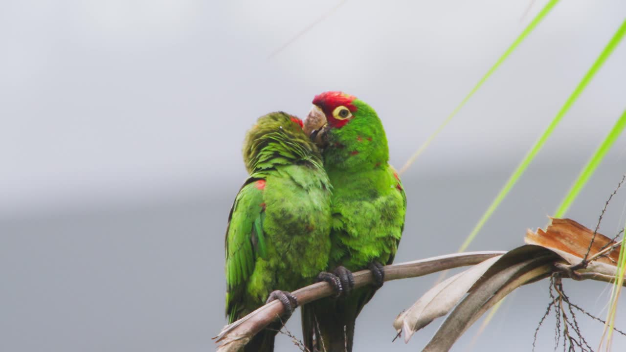 A pair of green parrots on a branch, engaging in bonding behavior in a natural setting