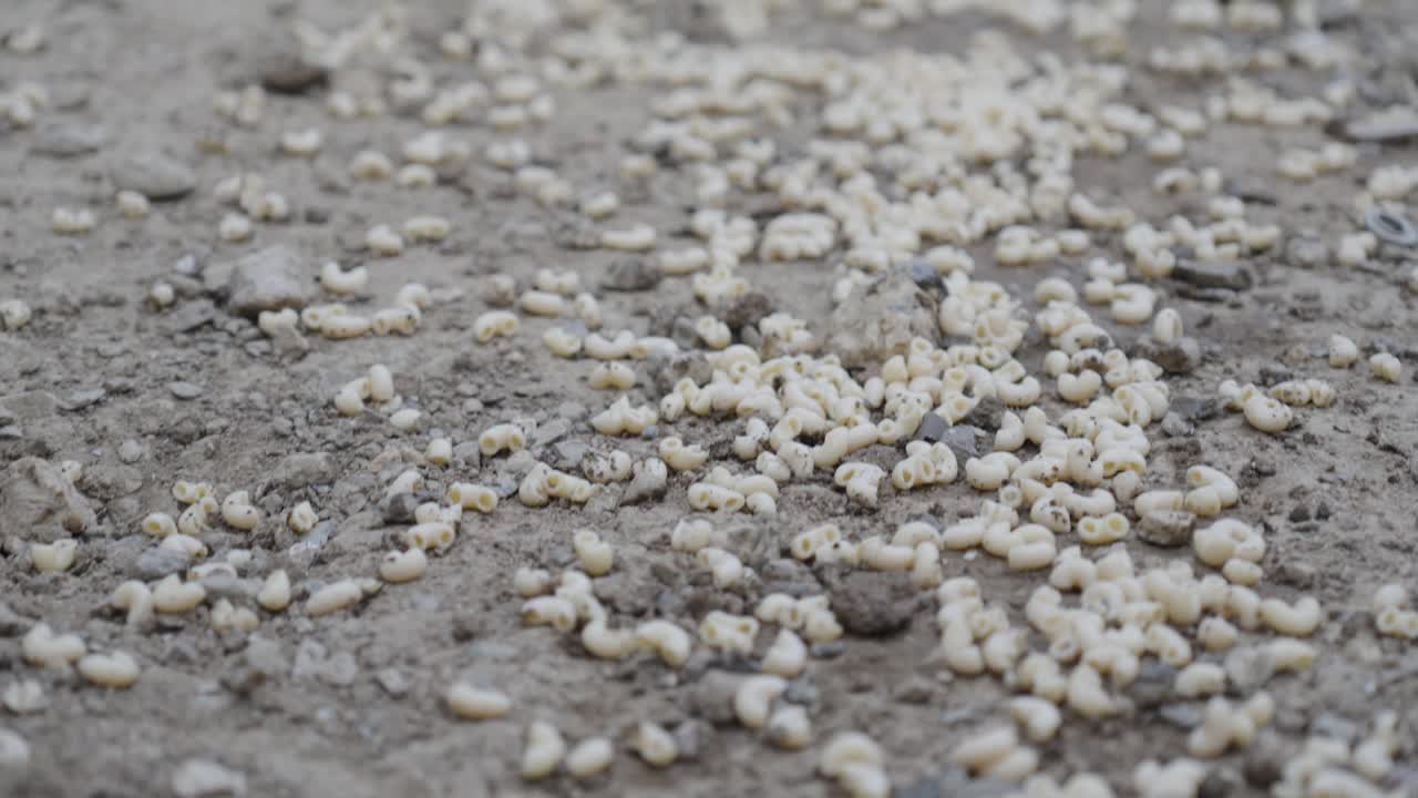 Chickens Pecking at Macaroni on the Ground