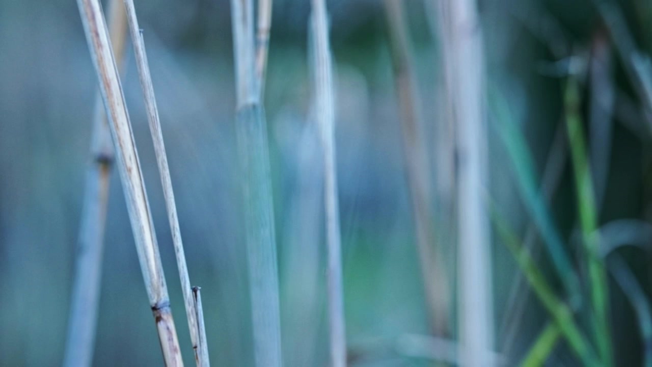 Dettagli ravvicinati di steli di canna in crescita con una buona sfocatura della profondità di campo.