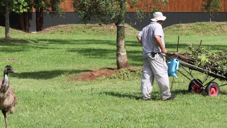 a man and an emu interact while gardening outdoors