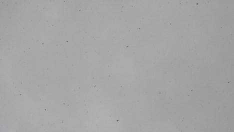 winter weather with snow coming from the clouds