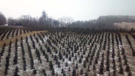 aerial pullout nc christmas tree farm