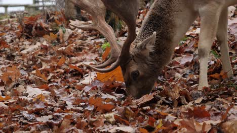 Damhirsche-Fressen-Im-Herbstlaub,-Nahaufnahme