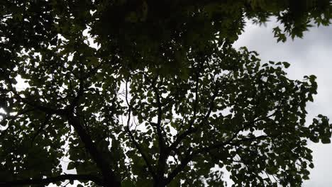 Video-De-Lapso-De-Tiempo-De-Un-árbol-Platanus-Desde-La-Vista-Inferior-Con-El-Cielo-Detrás