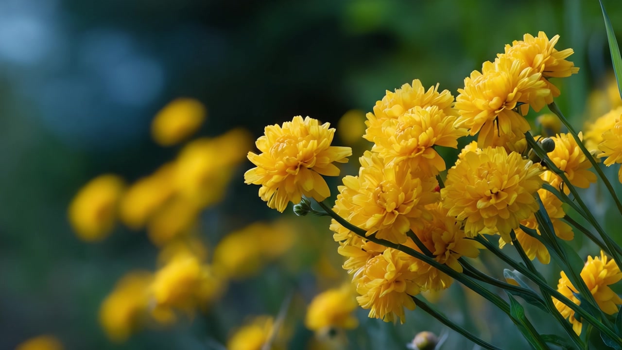 Una vivace esposizione di allegri fiori gialli che sbocciano in un rigoglioso giardino, catturando l'essenza della bellezza della natura e la gioia della primavera in piena fioritura.