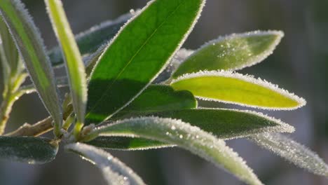 Cold-winters-footage-of-a-olive-tree-branch-covered-in-morning-frost