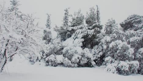 seasonal idyllic heavy snow covered trees after frosty blizzard storm