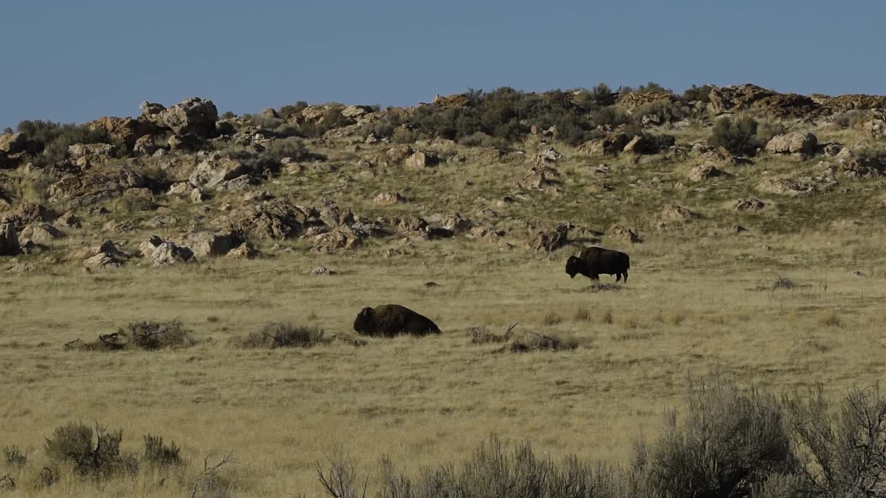 가을 동안 미국 유타의 영양 섬 주립 공원에서 풀을 뜯는 버팔로 들판