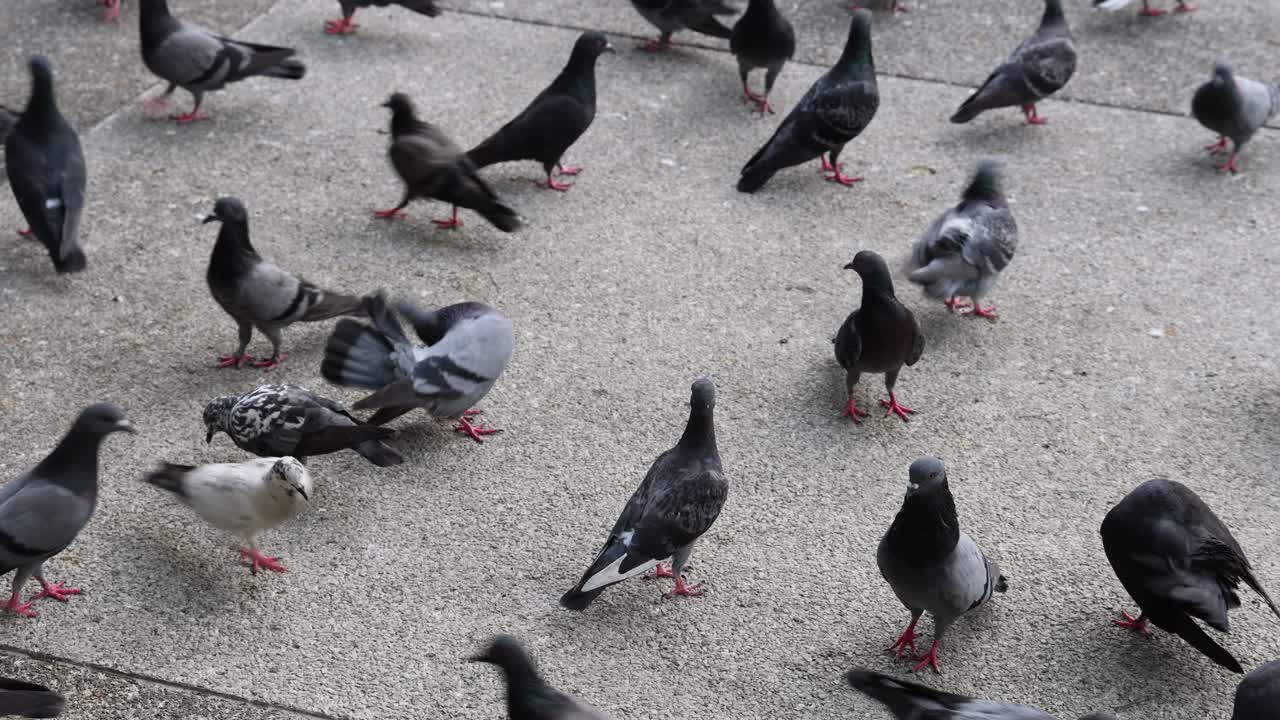 비둘기 들 이 먹이 를 찾고 보행자 길 에서 움직인다