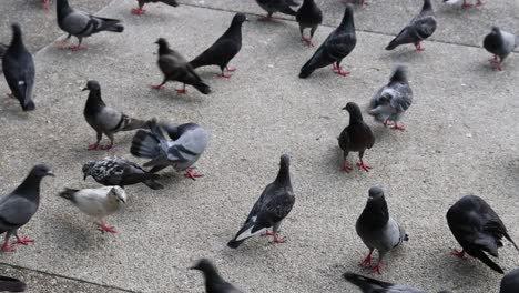 pigeons foraging and moving on pavement