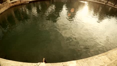 carps swim in balikligol pool of sacred fish reflections of trees and sun urfa