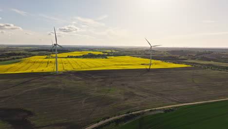 wind turbine rotating over yellow oilseed fields during sunrise. aerial drone shot